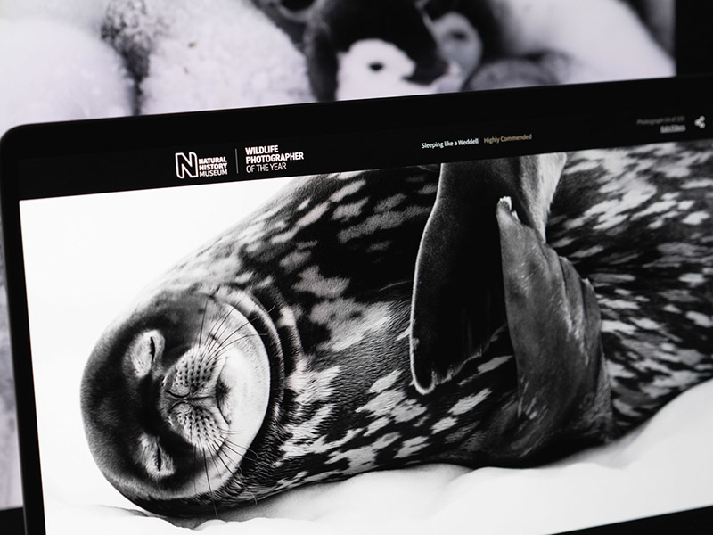 Wildlife Photographer of the Year website design